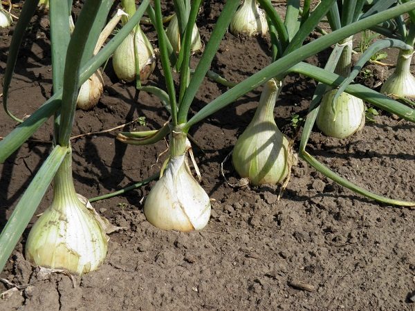  Navet à l'oignon - un soin compétent pour les plantations