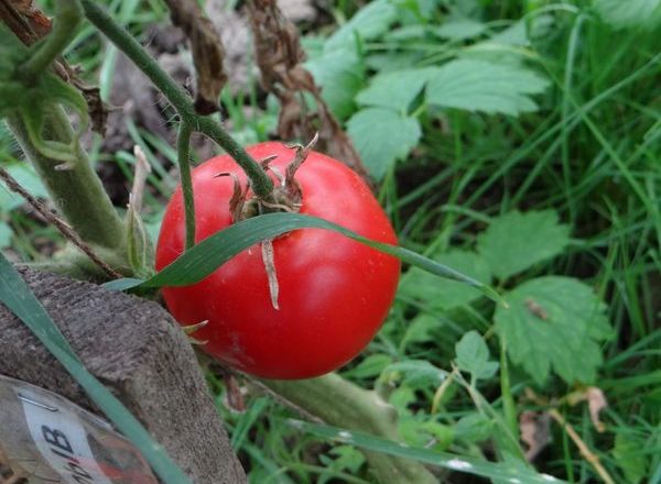  Tomates variedad Blast