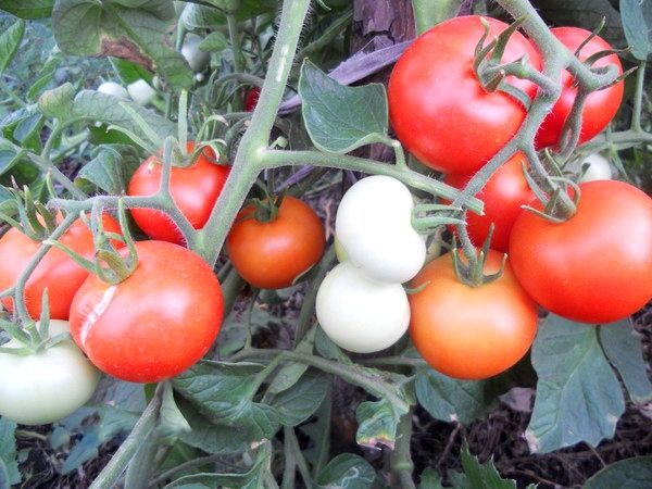  Variétés de tomates Yablonka Russie