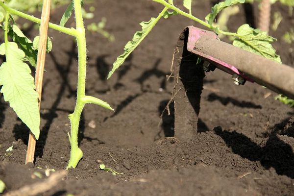  L'arrosage doit être effectué en même temps que le relâchement de la couche supérieure du sol.