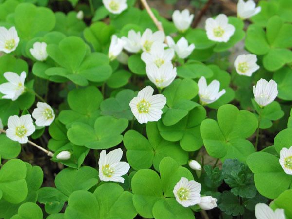  Flores de repollo liebre