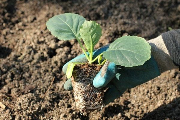  Si las hojas inferiores de las plántulas se vuelven amarillas después del trasplante, deben cortarse.