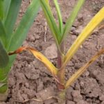  Fusarium encima del ajo