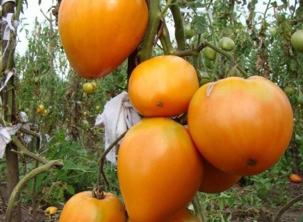  Tomate coeur doré