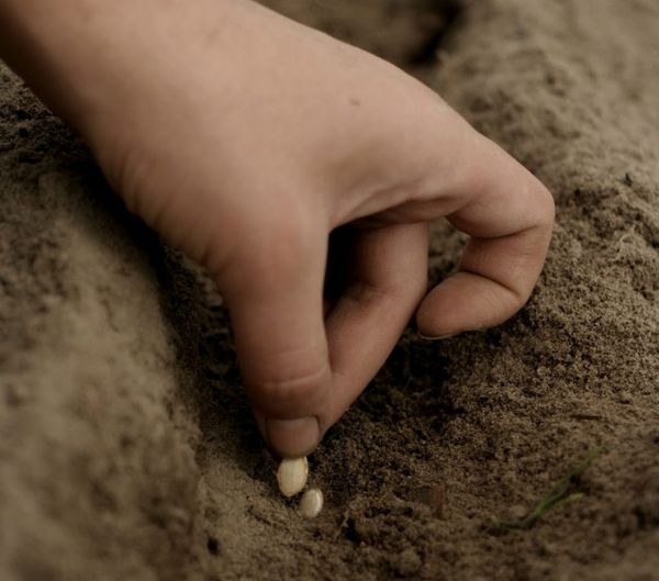  En terreno abierto, las semillas se plantan a una profundidad de 2-3 cm.