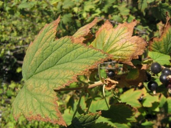  Cassis affecté par l'anthracnose