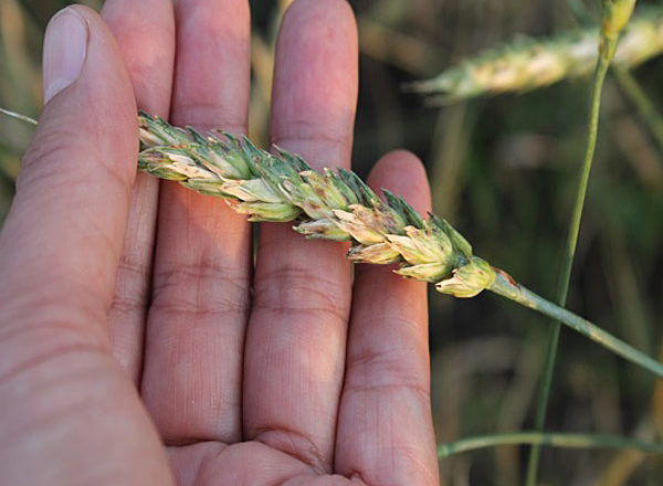  Ähre durch Septoria betroffen