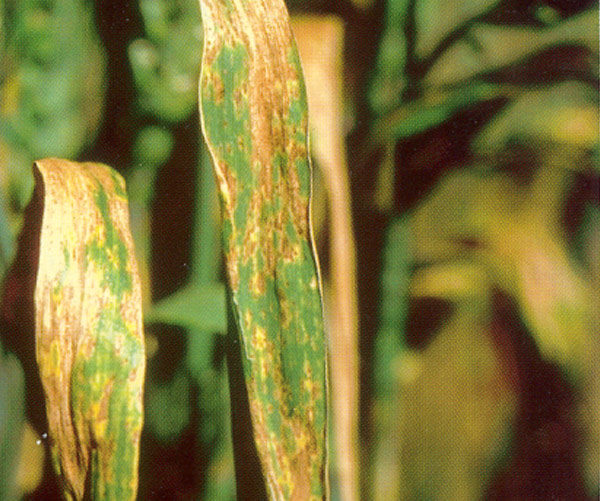  Weizenblätter von Septoria betroffen