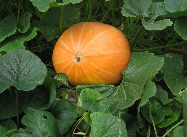  Propiedades útiles y contraindicaciones de la calabaza.