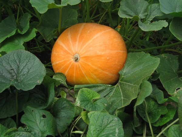  Propiedades útiles y contraindicaciones de la calabaza.