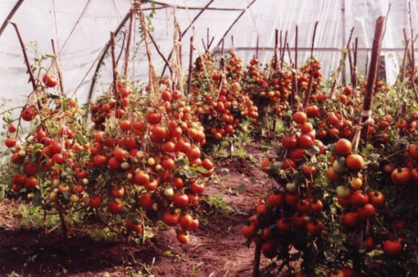  Tomate sucre Bison en serre