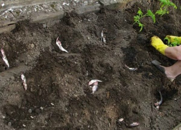  La disposition du poisson dans les puits pour nourrir les tomates