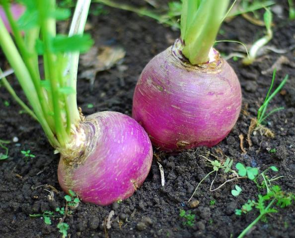  Rutabaga im Garten