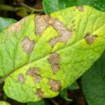  Alternaria