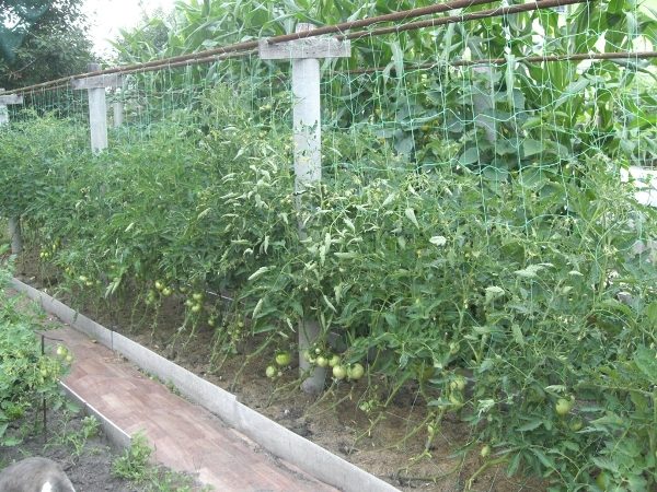  Tapisserie pour tomates en maille polymère