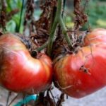  Phytophthora sur les Tomates