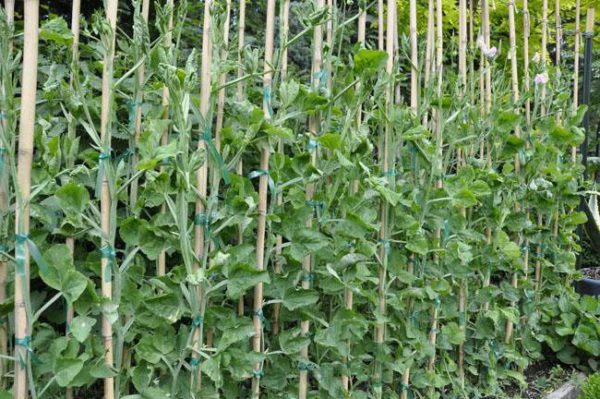  Pois attachés sur des supports en bois