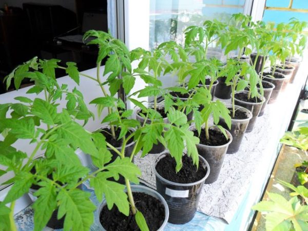  Tomate de semis sur le rebord de la fenêtre