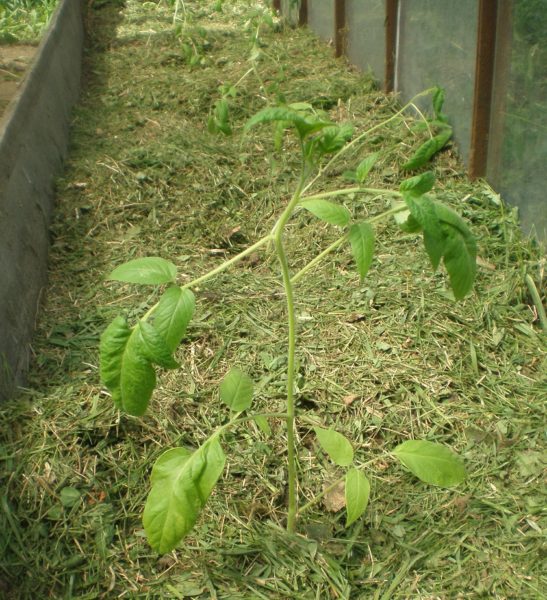  Tomates fraîchement tondues