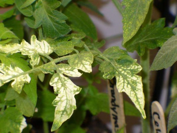  Feuilles allégées sur des plants de tomates