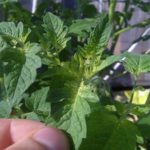  Signes de carence en fer chez la tomate