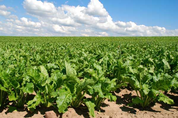  La remolacha azucarera se cultiva en suelos fértiles y chernozem en un clima cálido.