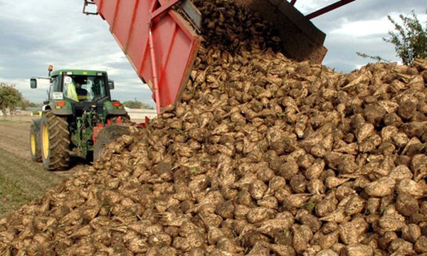  La cosecha de remolacha azucarera se realiza desde finales de septiembre hasta mediados de octubre.