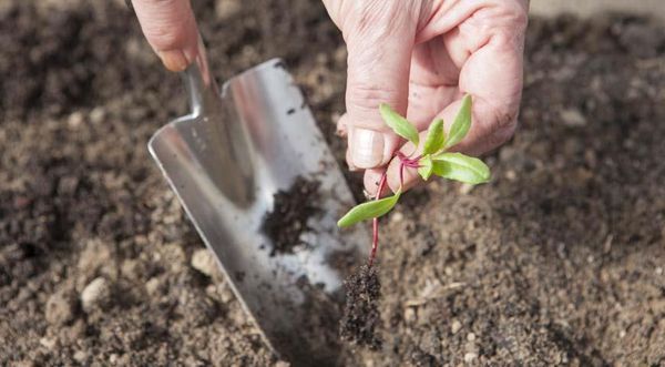  Plántulas de remolacha plantadas en el suelo después de la aparición de 4 hojas