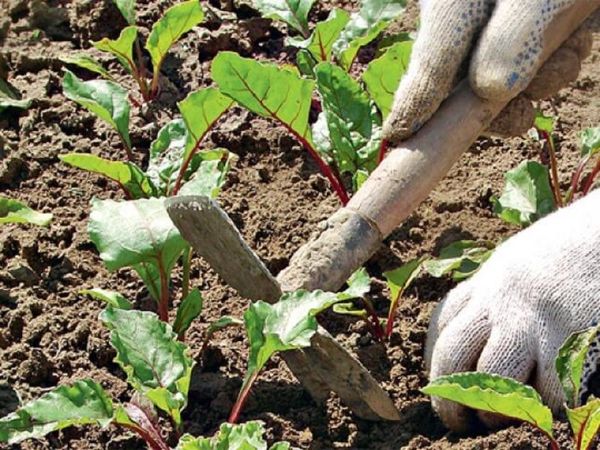  Asegúrese de aflojar en el pasillo y el control de malezas