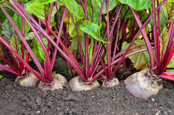  Rüben im Garten