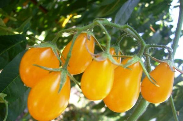  Goutte De Miel De Tomate