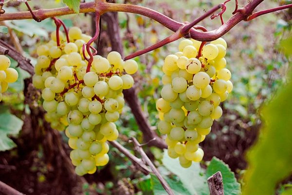  Madeleine Grape