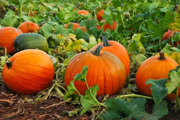  Calabaza planta sin pretensiones y no necesita cuidados especiales.