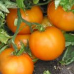  Les meilleures grandes variétés de tomates