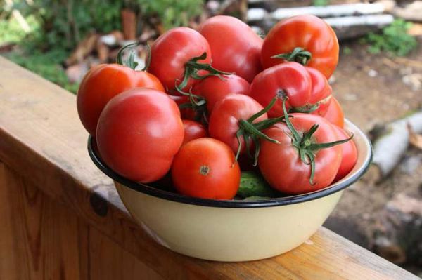  Les meilleures variétés de tomates déterminantes pour les serres en Sibérie