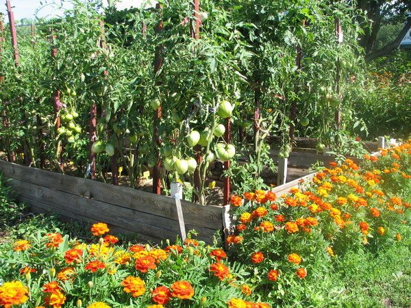  Siderata à la tomate