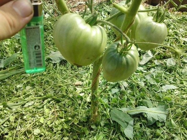  Les siderata coupées sont excellentes comme paillis pour la tomate