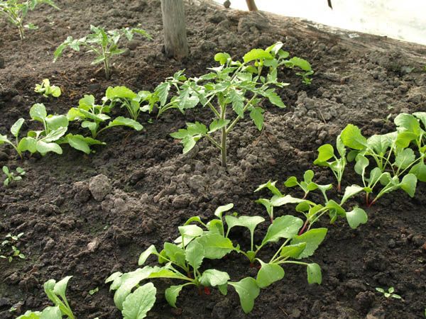  Le radis peut protéger les tomates des nématodes