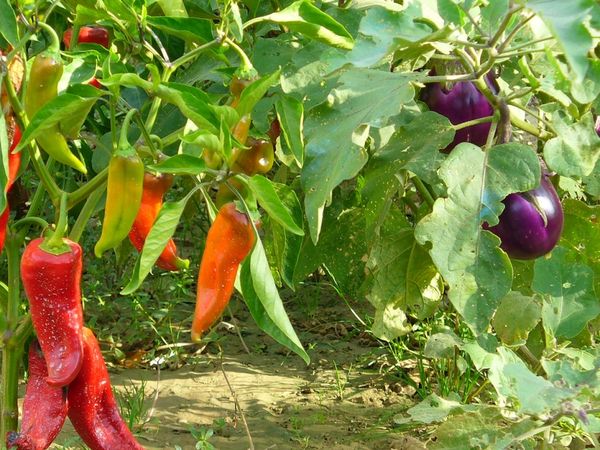  Die Nachbarschaft Aubergine mit anderem Gemüse im Gewächshaus