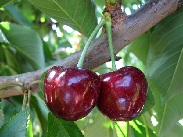  Coeur de taureau doux cerise