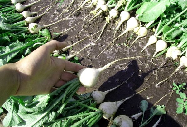  Bei der Ernte werden die Wurzeln mit Oberteilen aus dem Boden entfernt