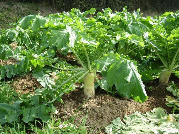  Daikon wächst gut in einer neutralen oder schwach sauren Umgebung.