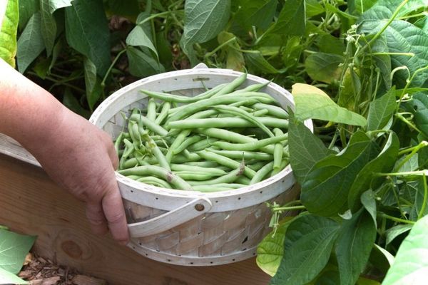  Ο χρόνος συγκομιδής εξαρτάται από τον τύπο της καλλιέργειας