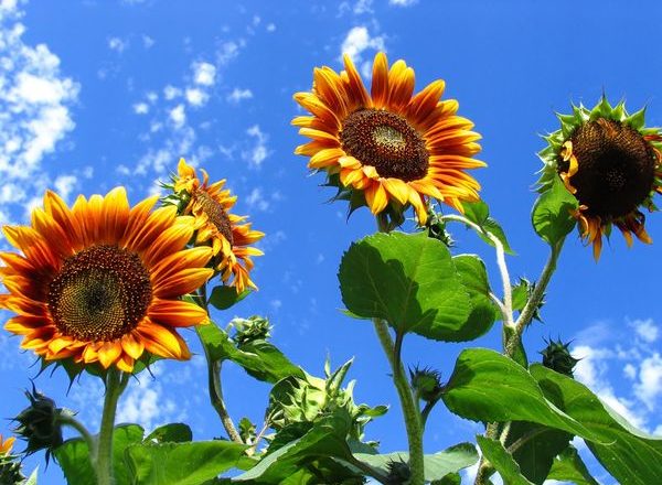  Cultivo de girasol decorativo.