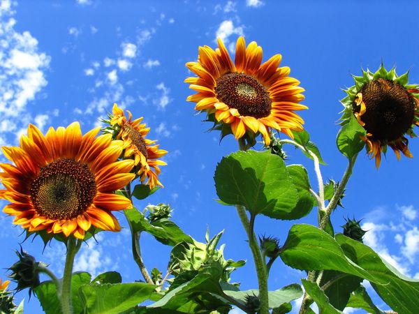  Cultivo de girasol decorativo.