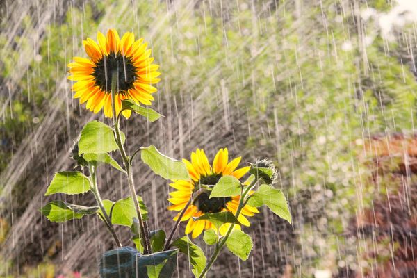  El riego de un girasol decorativo debe hacerse con frecuencia y abundantemente.