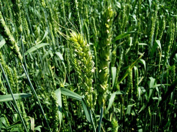  Die hohe Weizenstanddichte schafft ein für die Entwicklung von Fusarium geeignetes Mikroklima