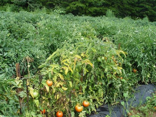  Tomate flétrissure au fusarium