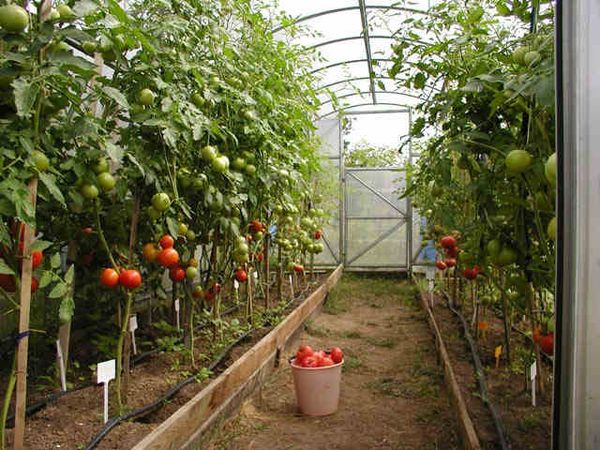  Variétés de tomates de serre