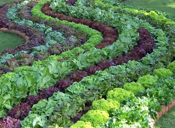  Ensalada De Hoja